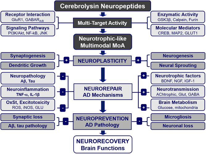 cerebrolysin
