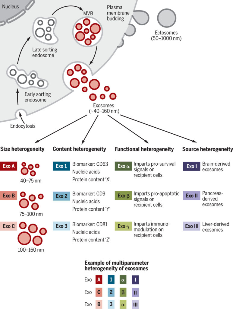 exosomes therapy in bali
