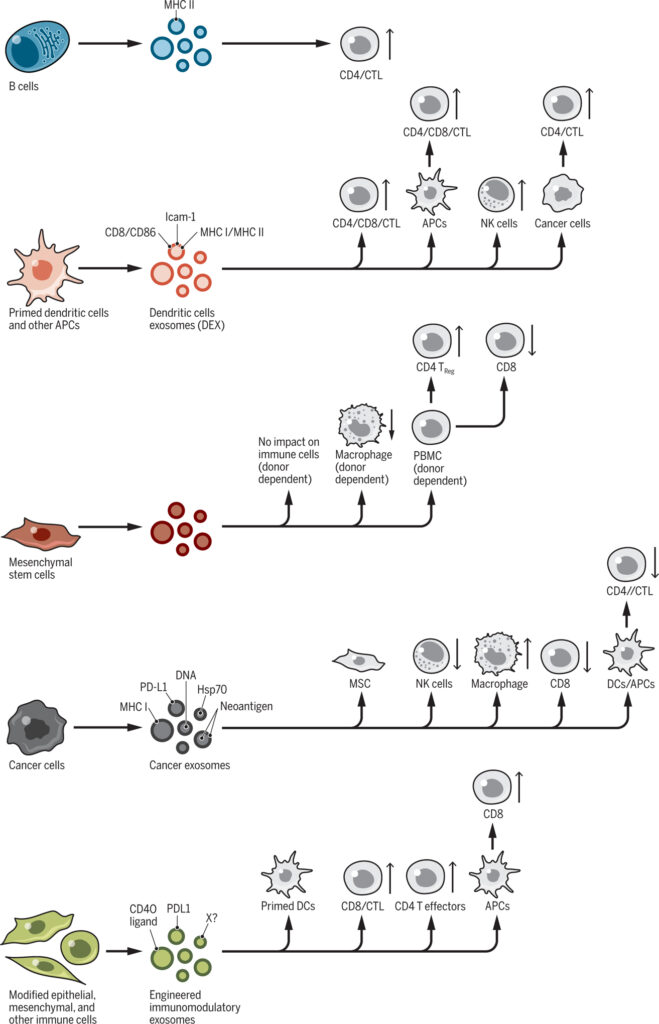 Exosomes can enter cells in different ways (red). Cells make new exosomes through a process called endocytosis (blue). Cells are always making and taking up exosomes. They might release a mix of new and recycled exosomes (red and blue). We don't know if new and recycled exosomes are released together or separately. Some taken-up exosomes get broken down by lysosomes. Others enter or fuse with existing compartments in cells and release their contents. They can also fuse with the cell membrane and release outside the cell.