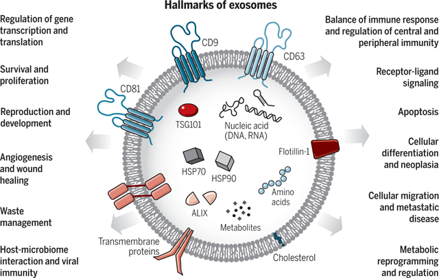 exosomes treatment in bali